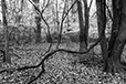 Entwined 28